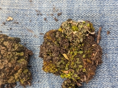 Psora pseudorussellii