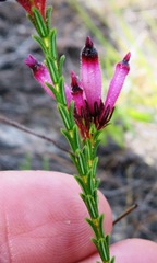 Erica cristata