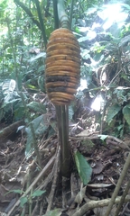 Cyclanthus bipartitus