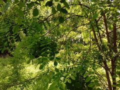Robinia pseudoacacia