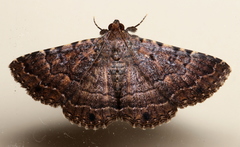 Diatenes aglossoides