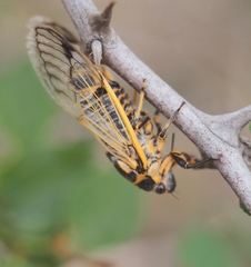 Cicadatra querula