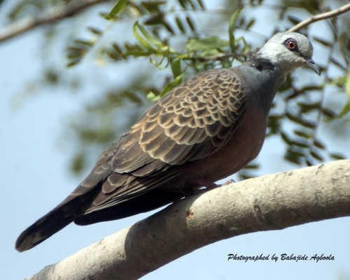 Adamawa Turtle-Dove