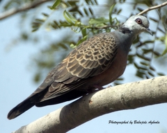 Streptopelia hypopyrrha