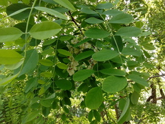 Robinia pseudoacacia