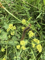 Malacosoma alpicolum