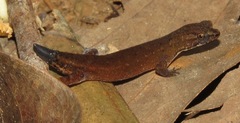 Chatogekko amazonicus