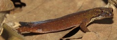 Chatogekko amazonicus