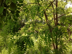 Robinia pseudoacacia
