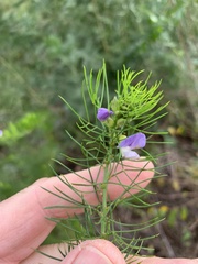 Psoralea pinnata