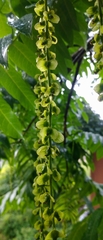 Pterocarya