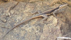 Tropidurus semitaeniatus