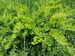Robinia pseudoacacia