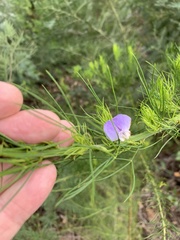 Psoralea pinnata
