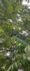 Pterocarya
