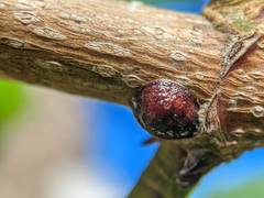 Neopulvinaria innumerabilis