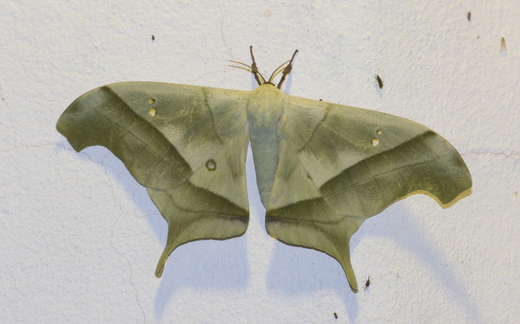 Dysdaemonia fosteri