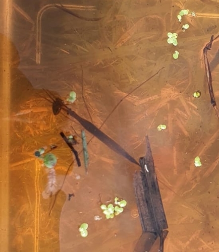 Eurasian Water Stick Insect, 9321 Peize, Nederland, photo 6 of 10