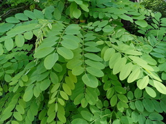 Robinia pseudoacacia