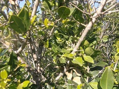 Chionanthus foveolatus