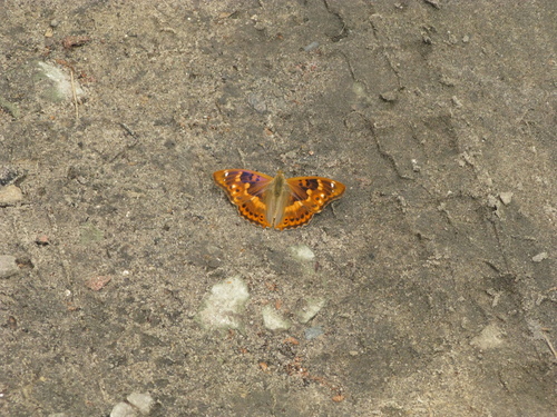 Lesser Purple Emperor photo 3