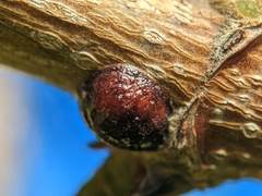 Neopulvinaria innumerabilis