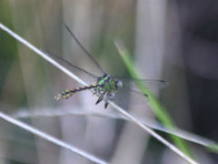 Ophiogomphus severus