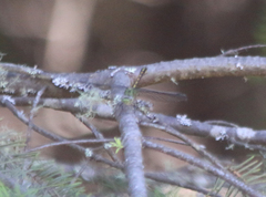 Ophiogomphus severus