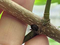 Neopulvinaria innumerabilis