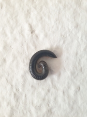 Ommatoiulus sabulosus aimatopodus