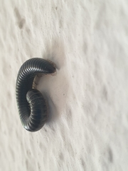 Ommatoiulus sabulosus aimatopodus