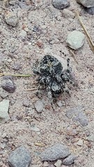 Araneus circe