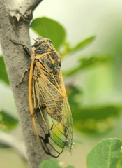 Cicadatra querula