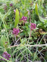 Thymus nervosus
