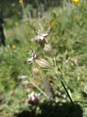 Silene ciliata