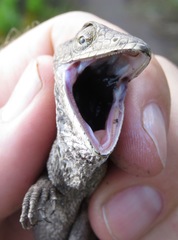 Polychrus acutirostris