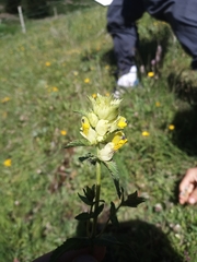 Rhinanthus pumilus