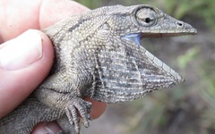 Polychrus acutirostris