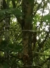 Sciurus vulgaris