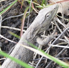 Polychrus acutirostris