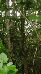 Sciurus vulgaris