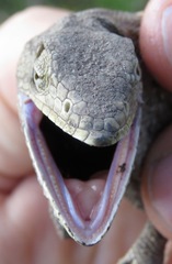 Polychrus acutirostris