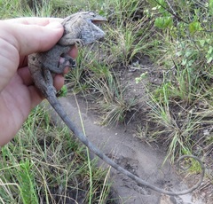 Polychrus acutirostris