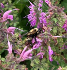 Bombus rufocinctus