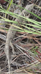 Polychrus acutirostris