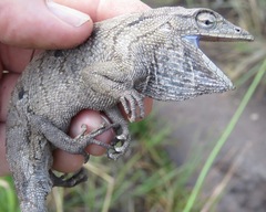 Polychrus acutirostris