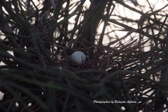 Streptopelia hypopyrrha