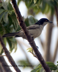 Dryoscopus gambensis