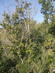 Chionanthus foveolatus