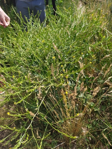 Image of Rapistrum perenne by (c) carnifex, some rights reserved (CC BY)